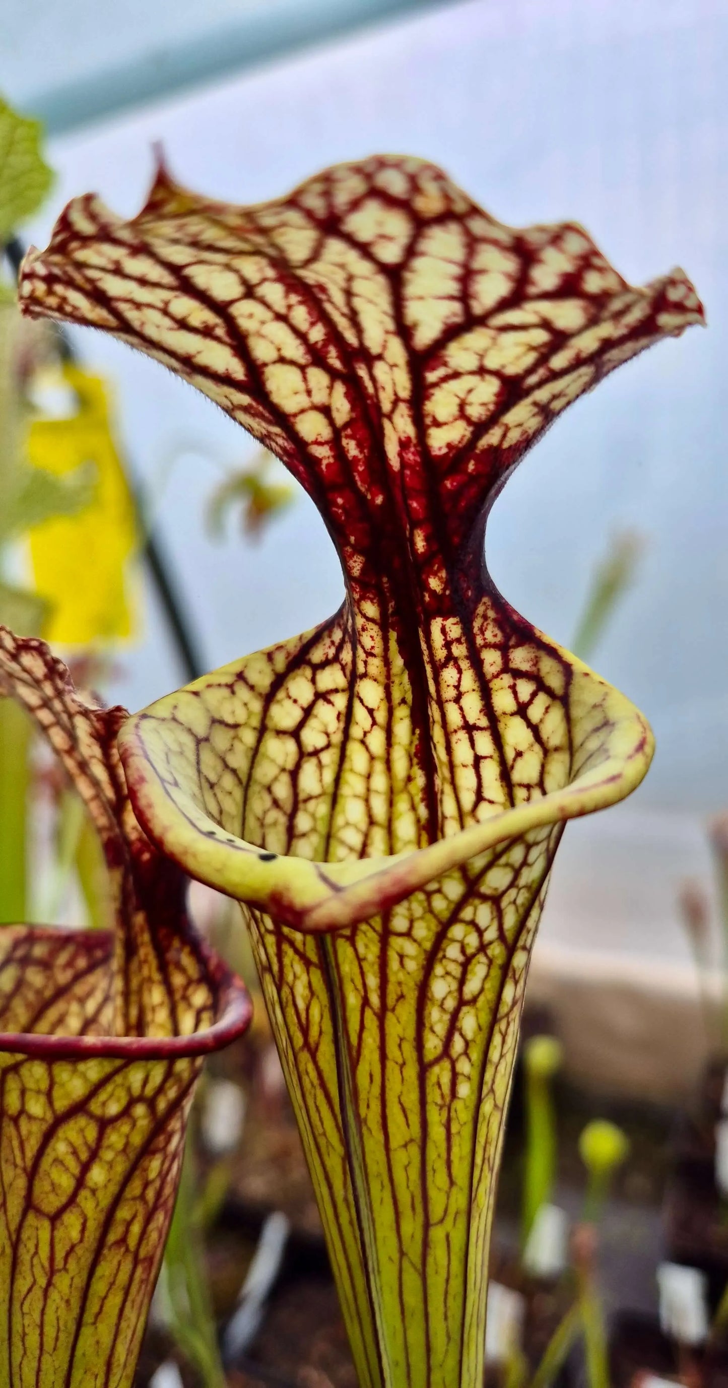Sarracenia x moorei "Pinkish top" (H87, MK)
