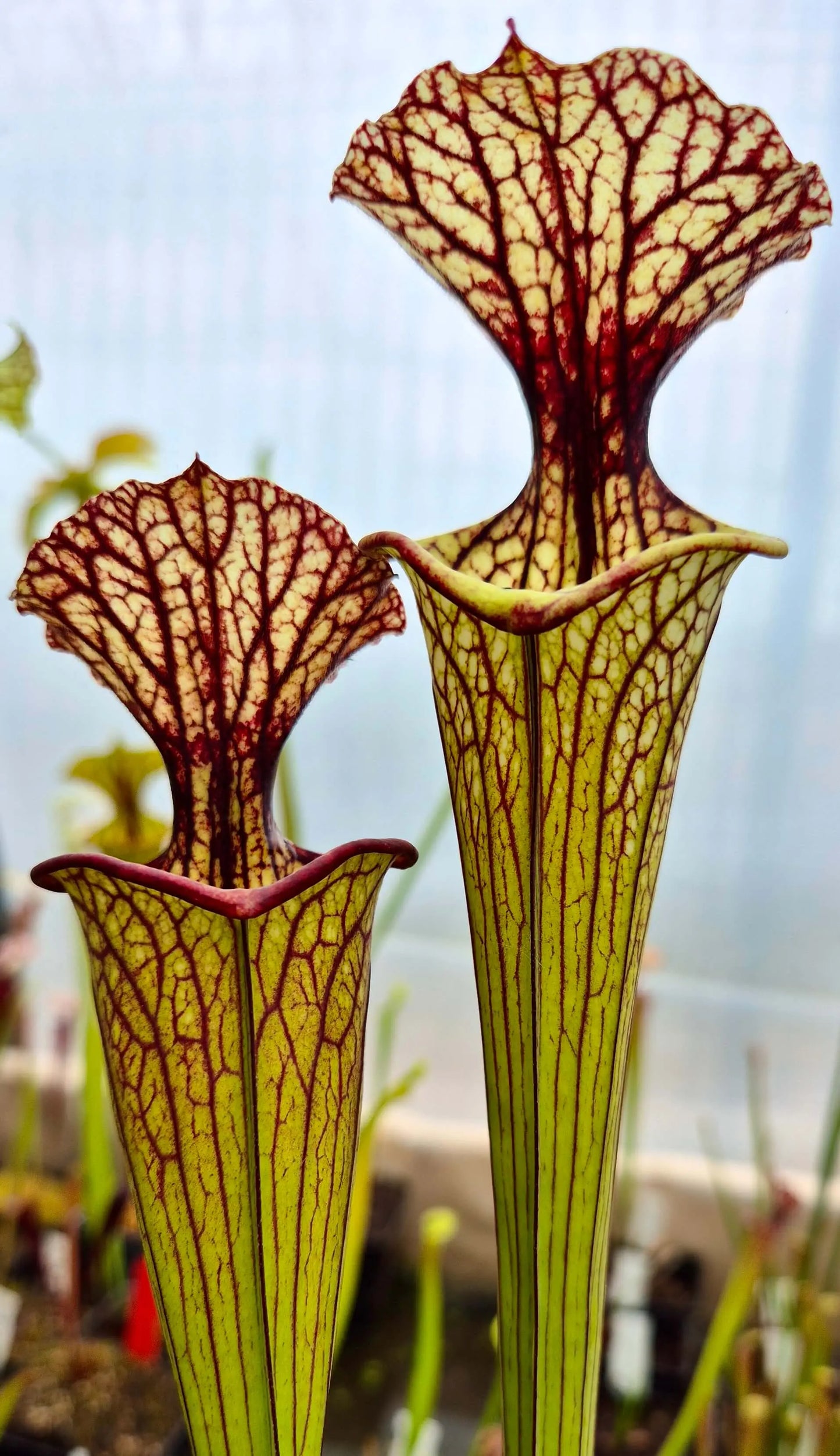 Sarracenia x moorei "Pinkish top" (H87, MK)