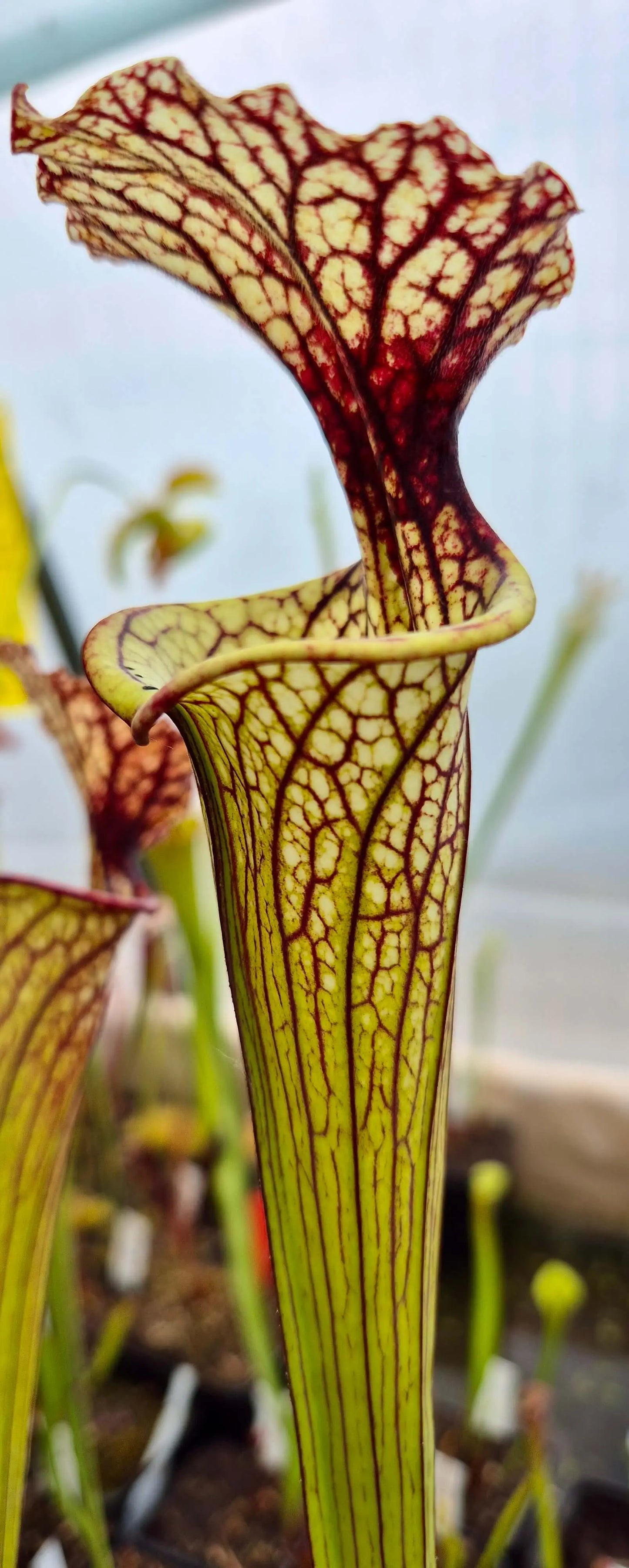 Sarracenia x moorei "Pinkish top" (H87, MK)