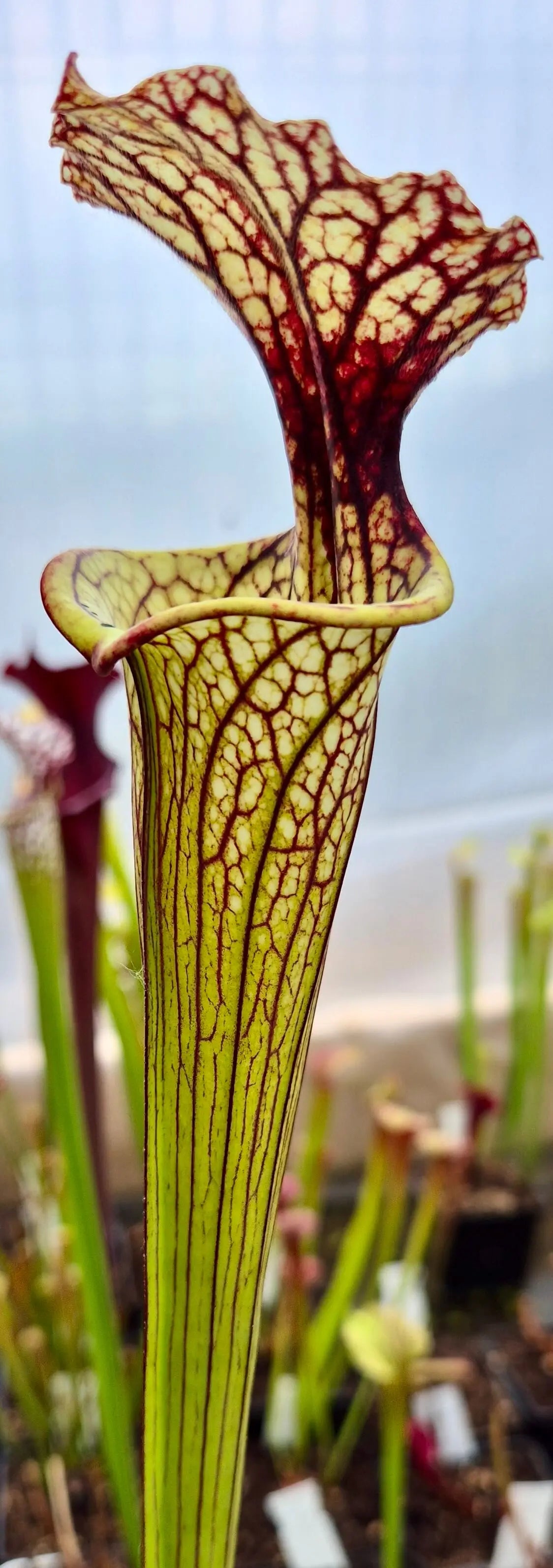 Sarracenia x moorei "Pinkish top" (H87, MK)