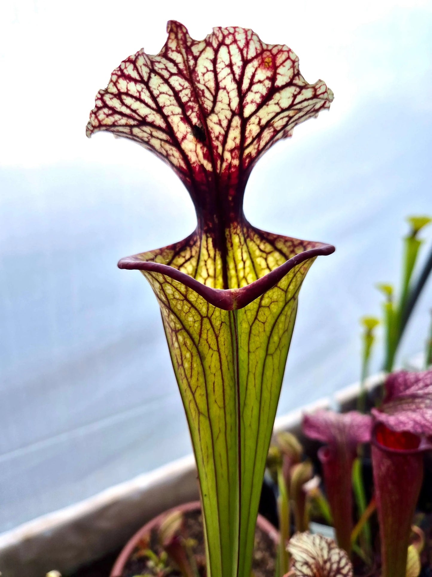 Sarracenia CDS56 CARNIVORE DE SOLOGNE