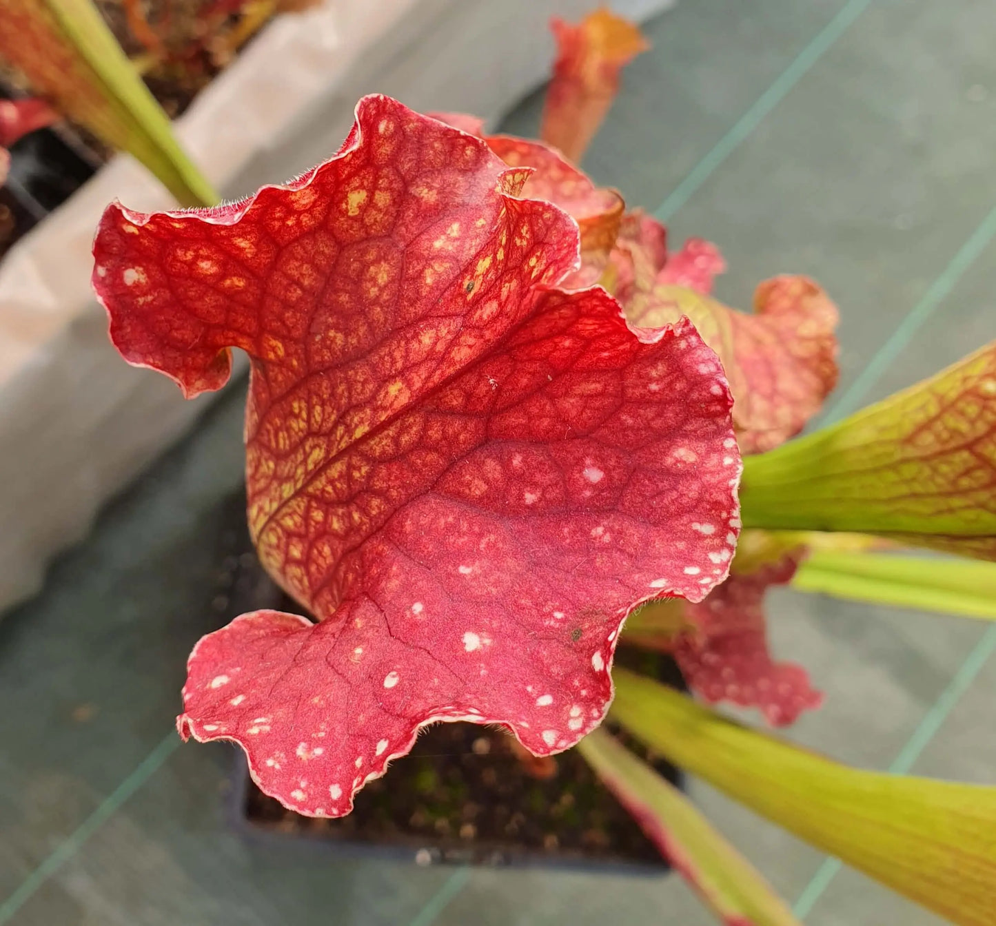 Sarracenia "Velvet" CARNIVORE DE SOLOGNE