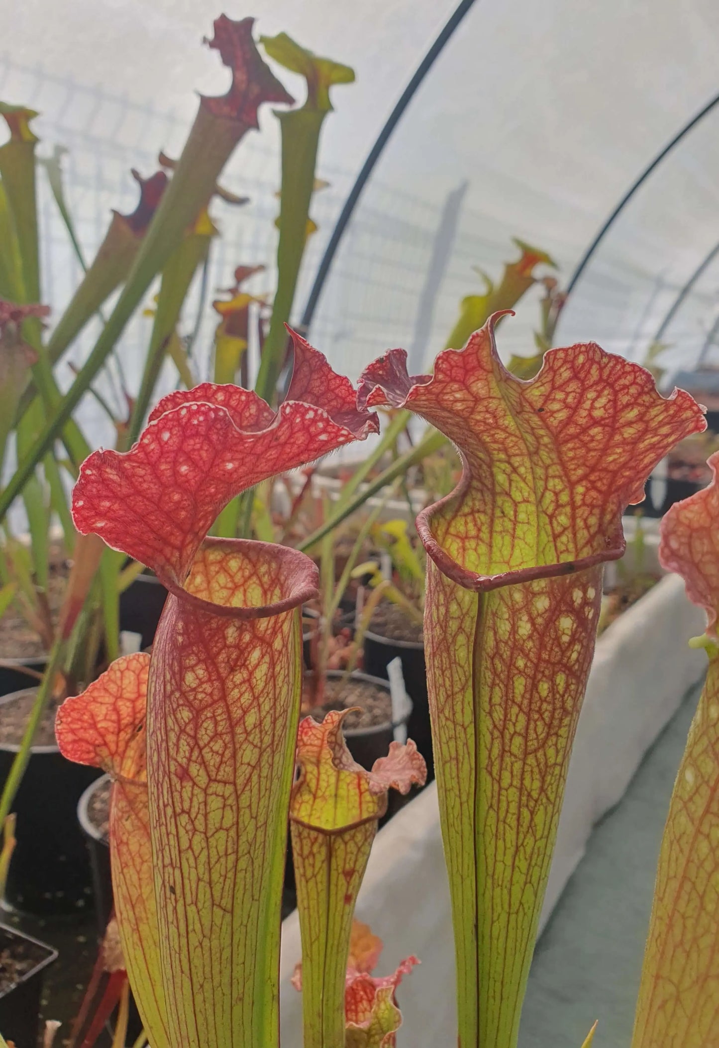 Sarracenia "Velvet" CARNIVORE DE SOLOGNE