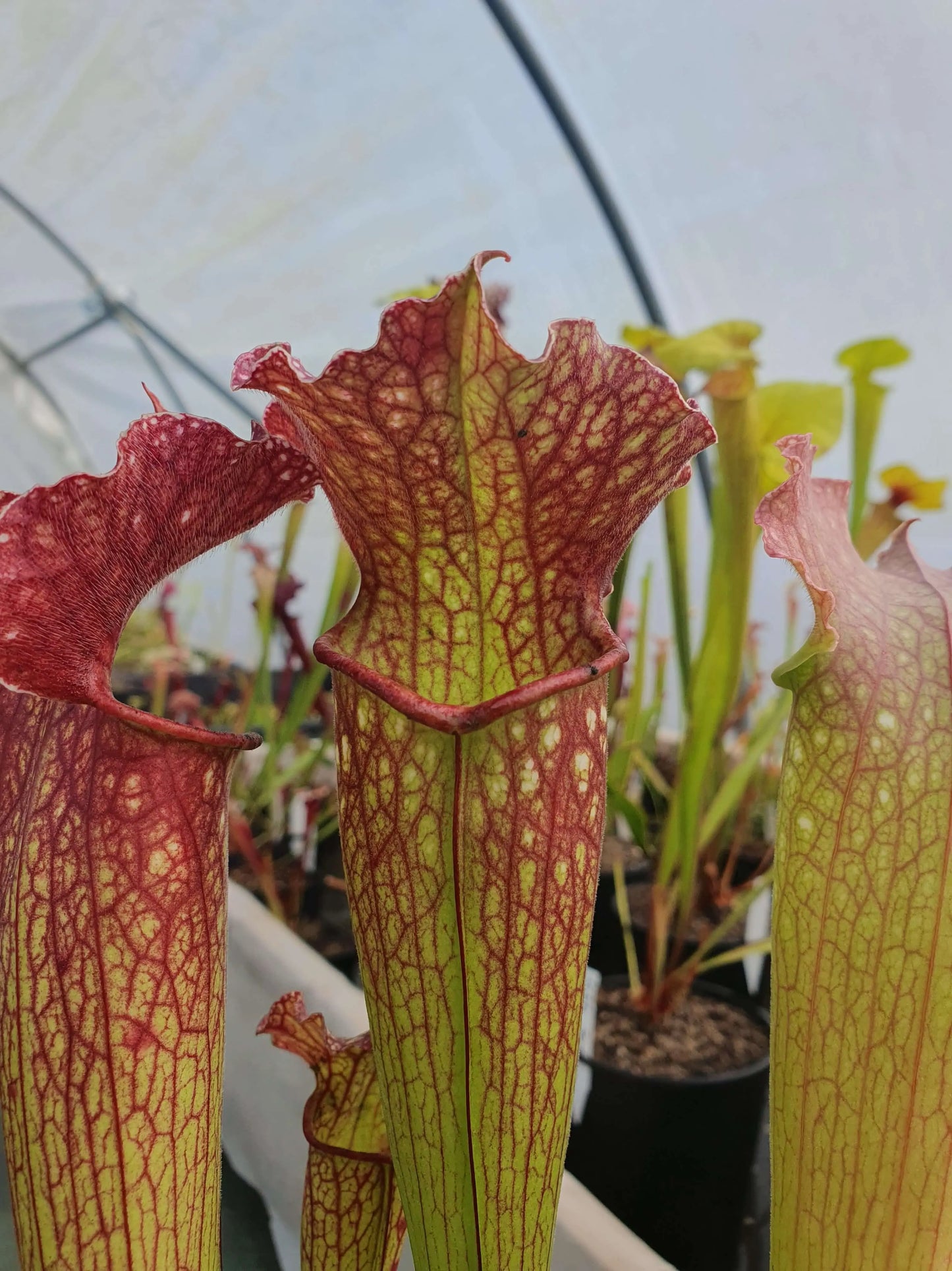 Sarracenia "Velvet" CARNIVORE DE SOLOGNE