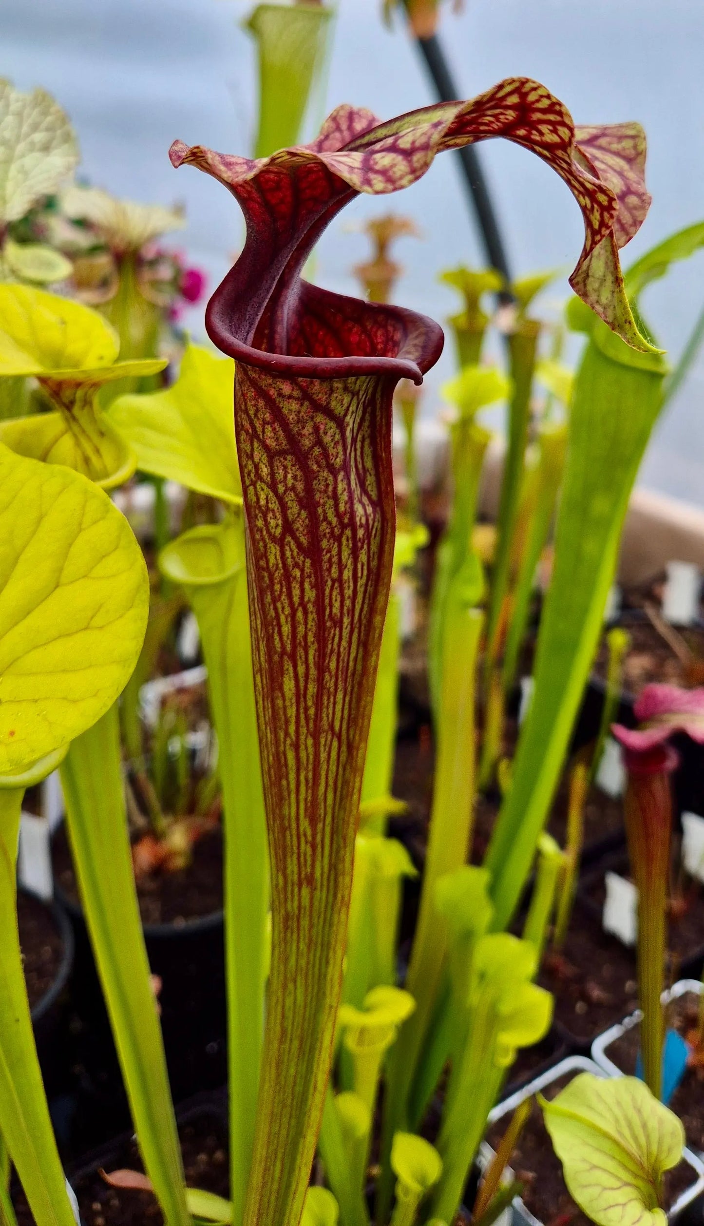 Sarracenia "Amber Veil" - ASX73 CARNIVORE DE SOLOGNE