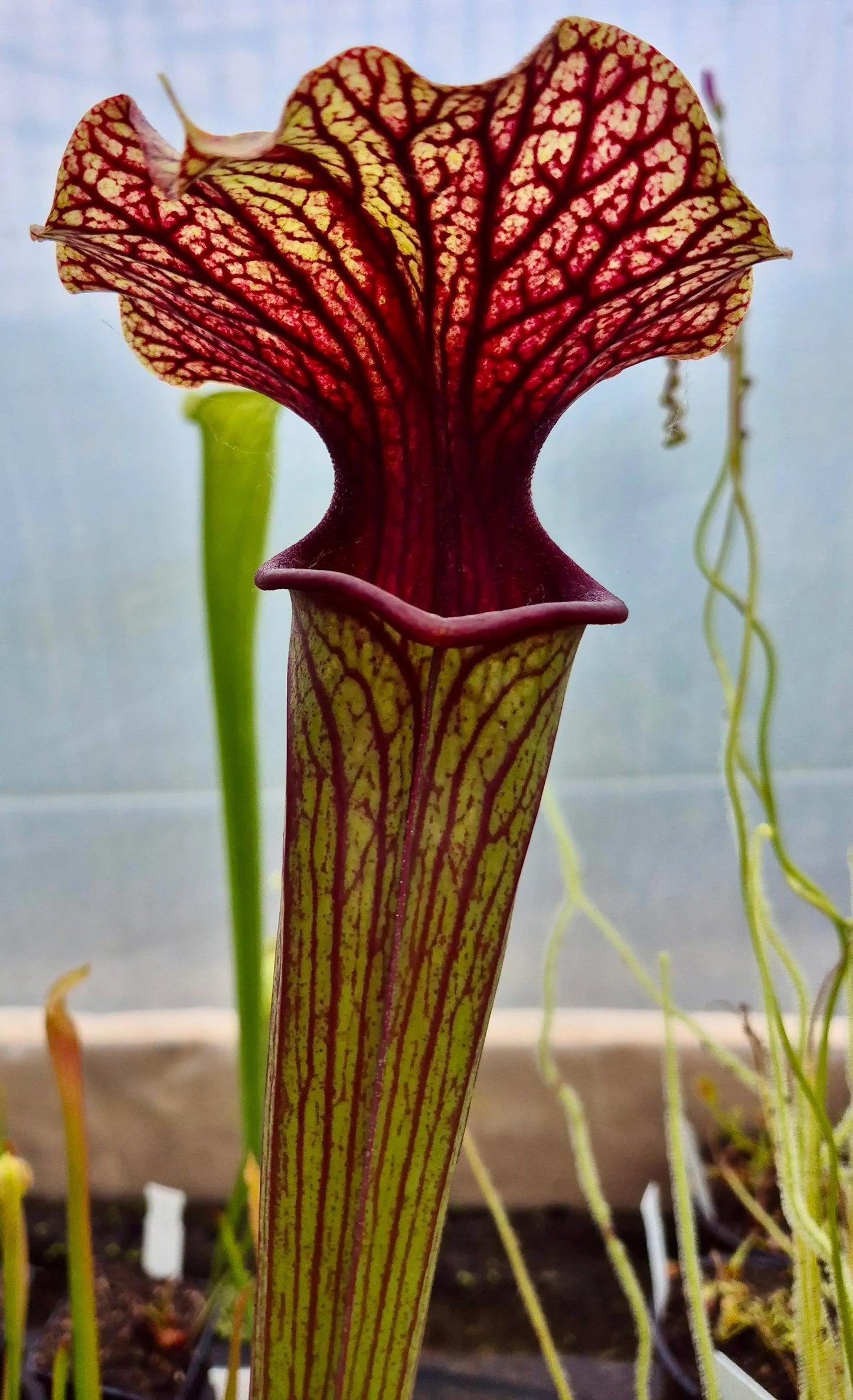 Sarracenia "Amber Veil" - ASX73 CARNIVORE DE SOLOGNE