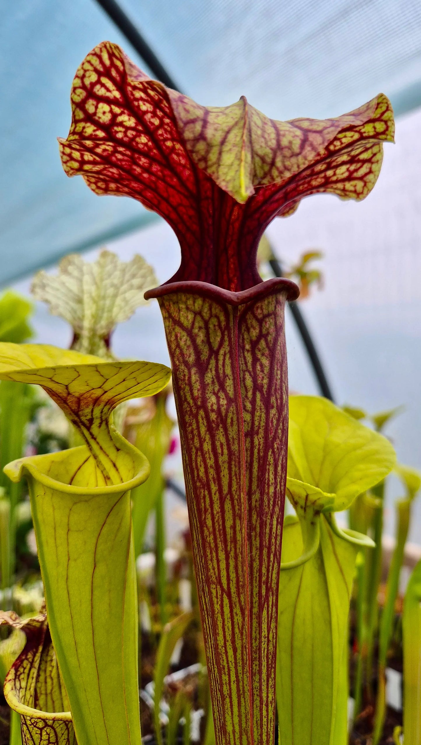 Sarracenia "Amber Veil" - ASX73 CARNIVORE DE SOLOGNE