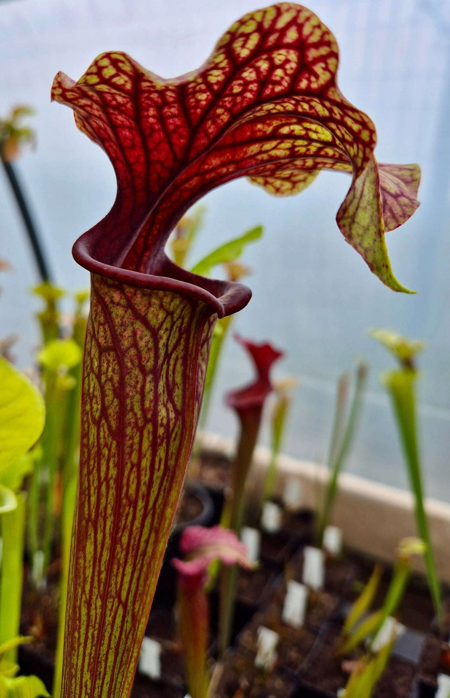 Sarracenia "Amber Veil" - ASX73 CARNIVORE DE SOLOGNE