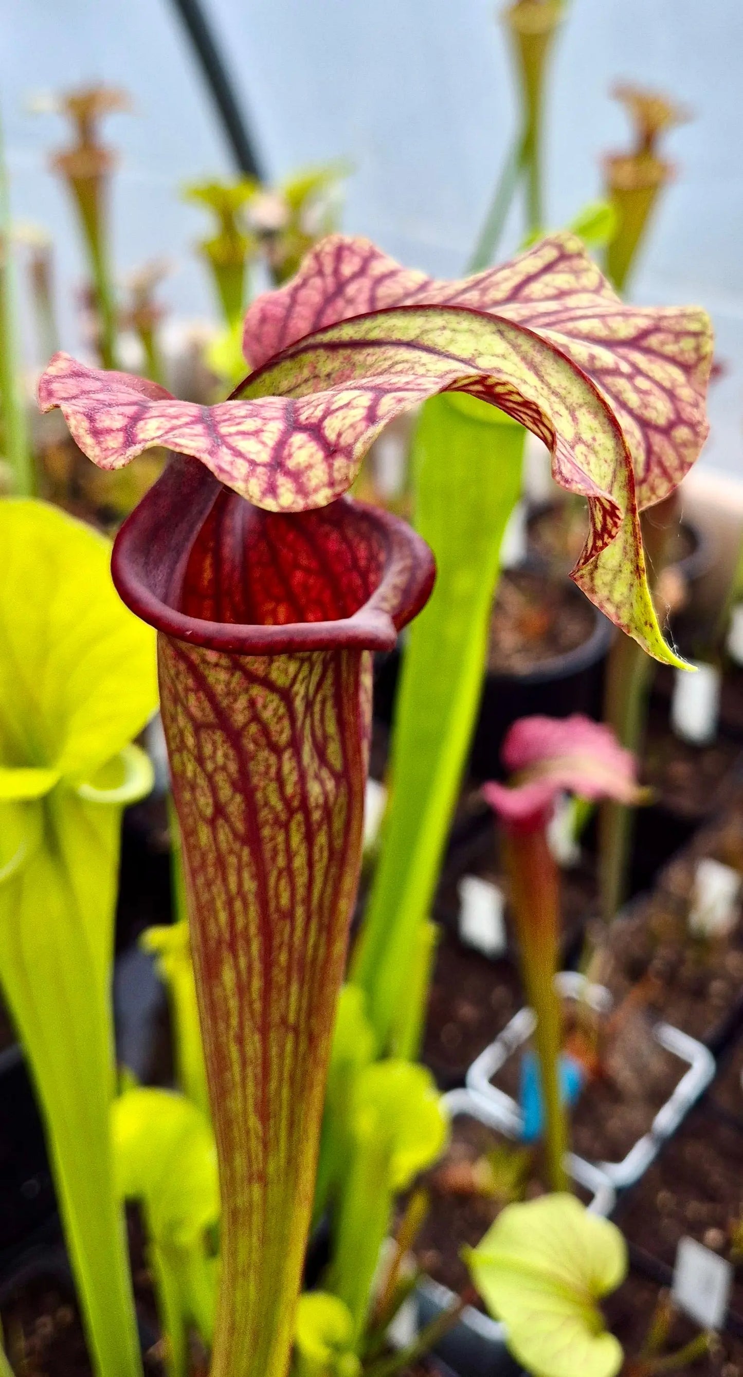 Sarracenia "Amber Veil" - ASX73 CARNIVORE DE SOLOGNE