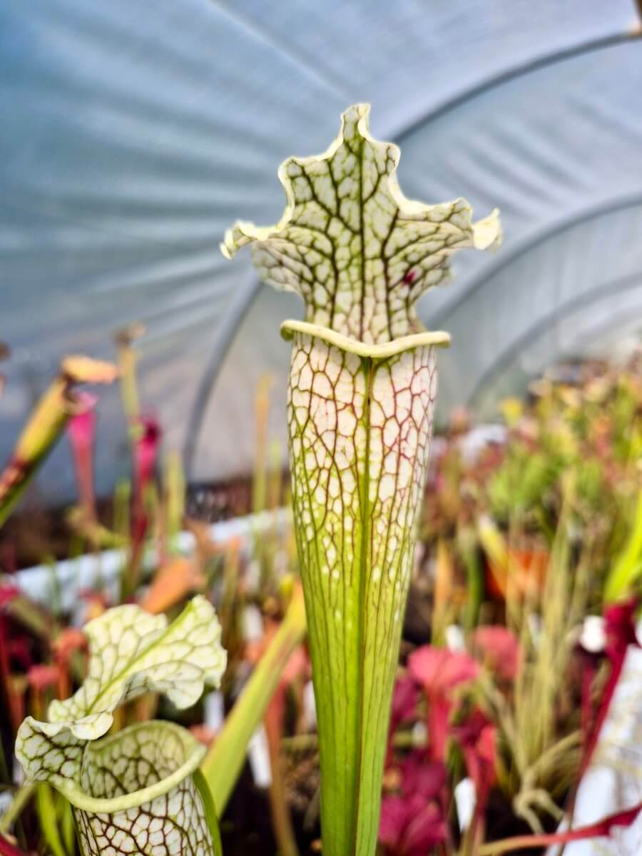 Sarracenia "Asuka No.16" (H231 MK)
