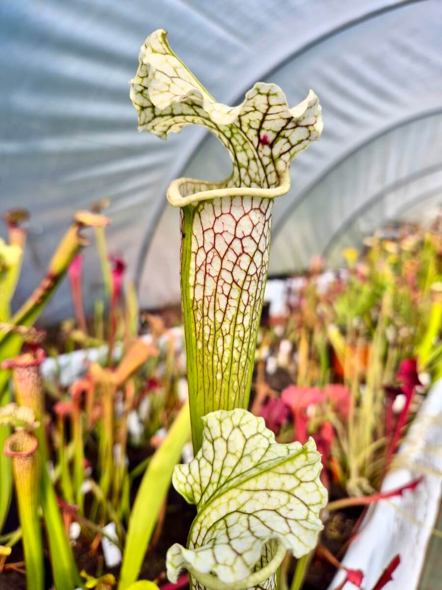 Sarracenia "Asuka No.16" (H231 MK)