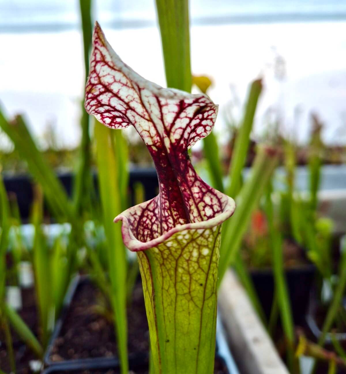 Sarracenia 'Atlas 5'