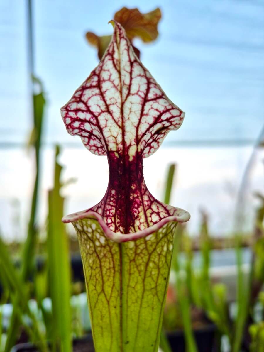Sarracenia 'Atlas 5'