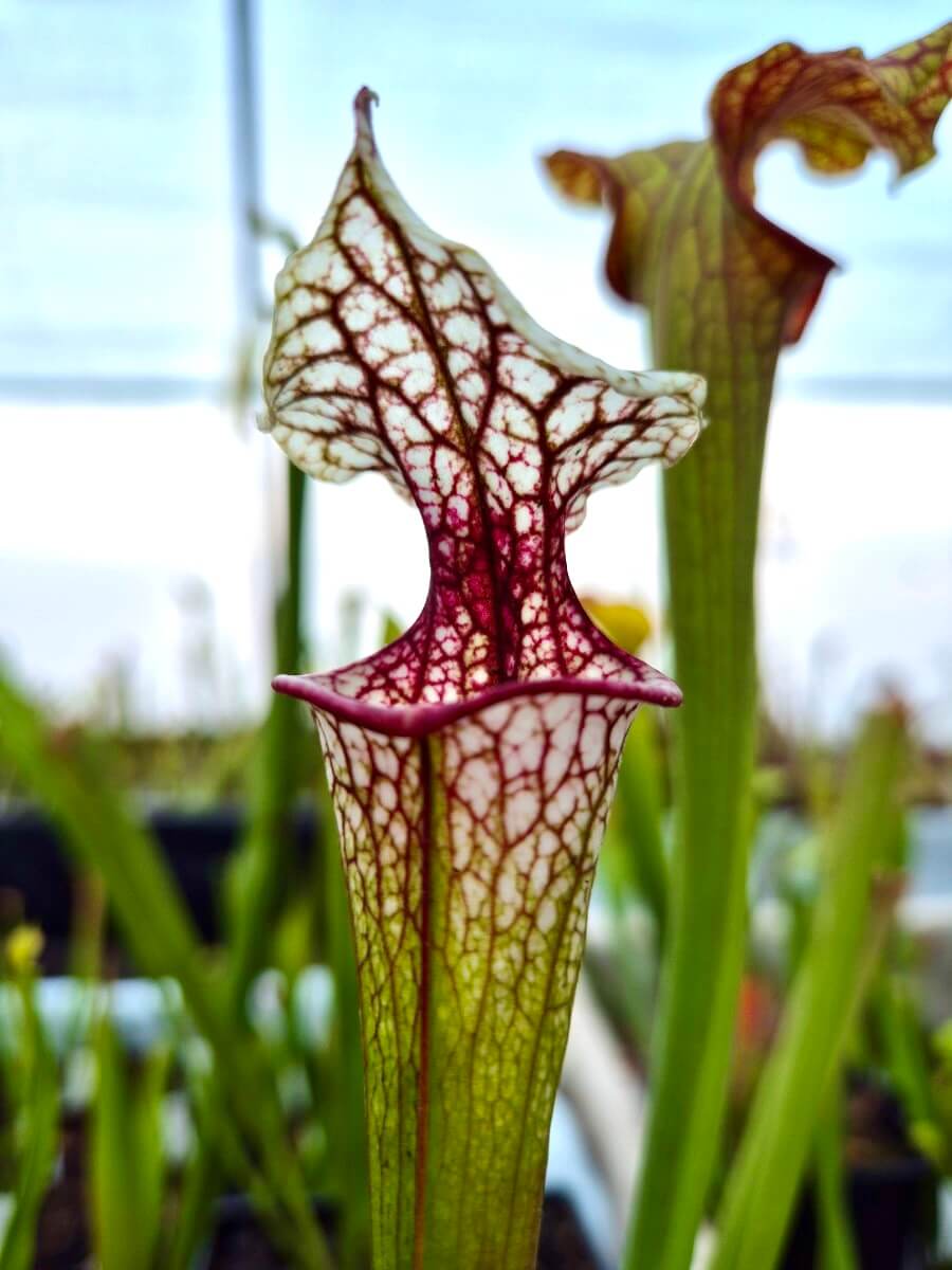 Sarracenia 'Atlas 5'
