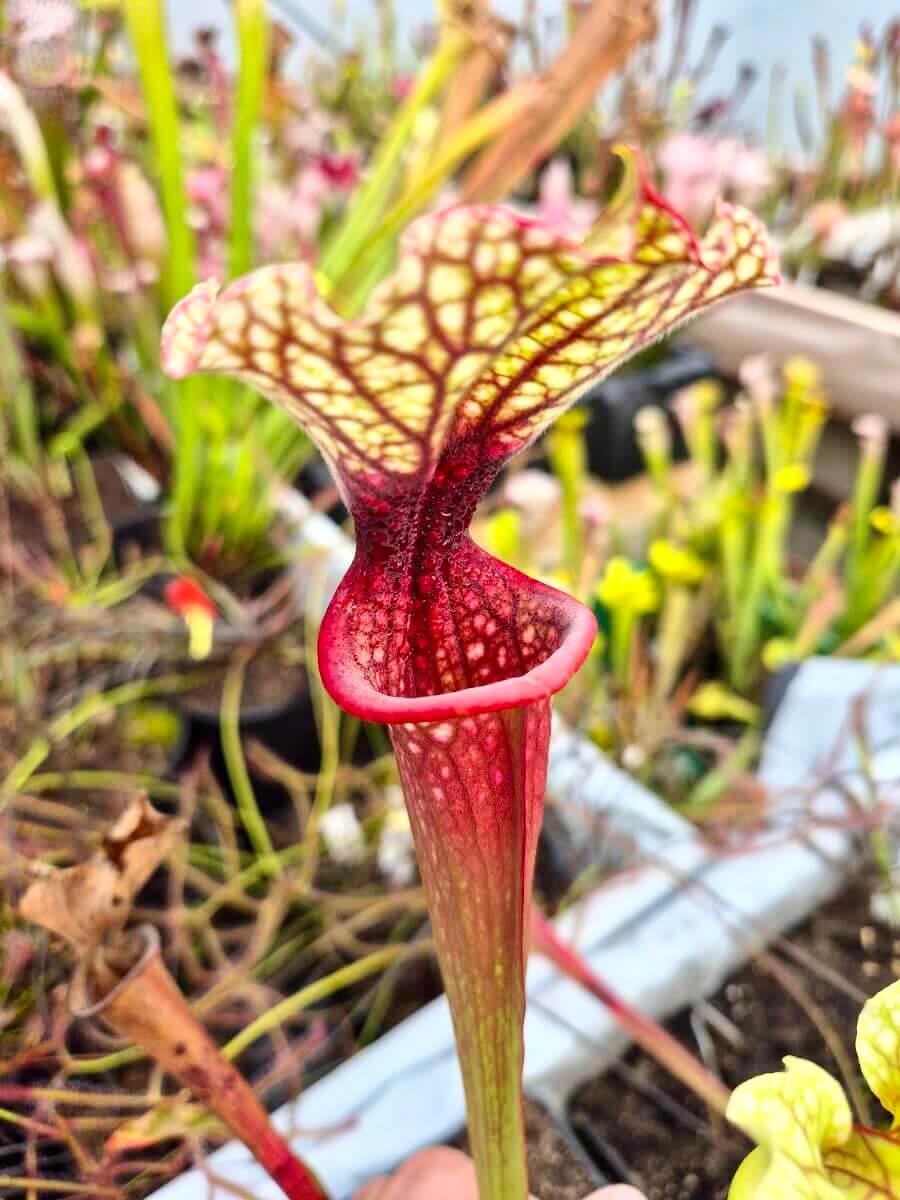 Sarracenia "Bleu Blanc Rose" - CDS016