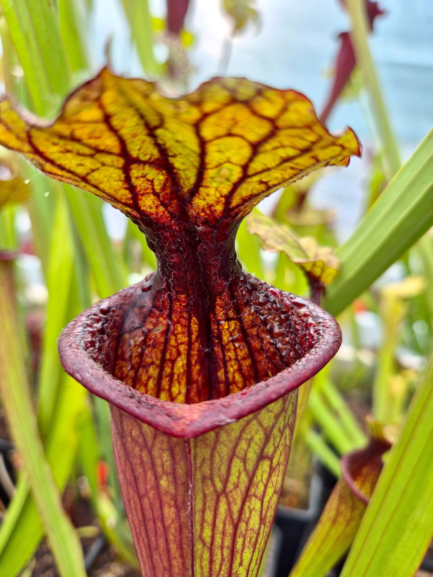 Sarracenia "Kou Sanglant" (CDS19) CARNIVORE DE SOLOGNE