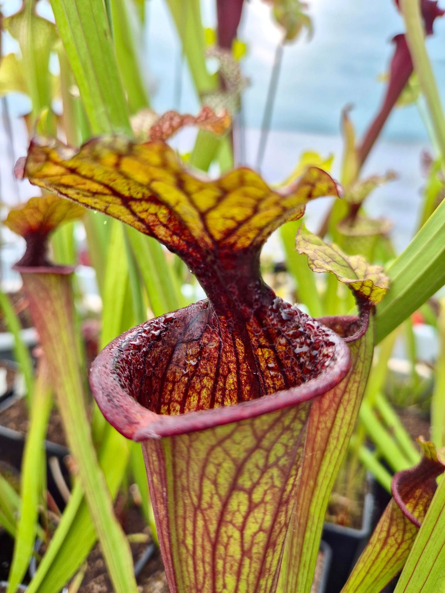 Sarracenia "Kou Sanglant" (CDS19) CARNIVORE DE SOLOGNE