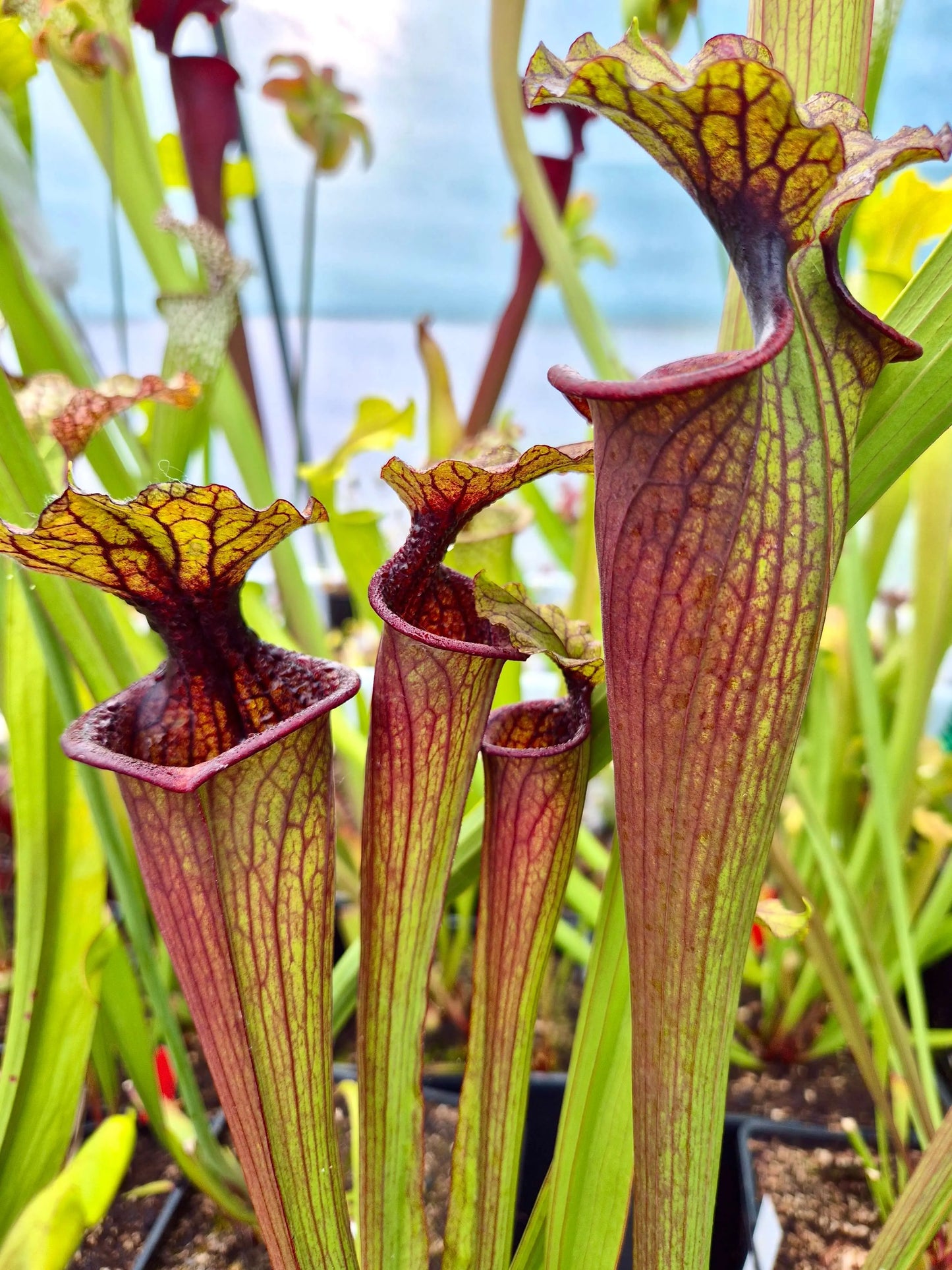 Sarracenia "Kou Sanglant" (CDS19) CARNIVORE DE SOLOGNE