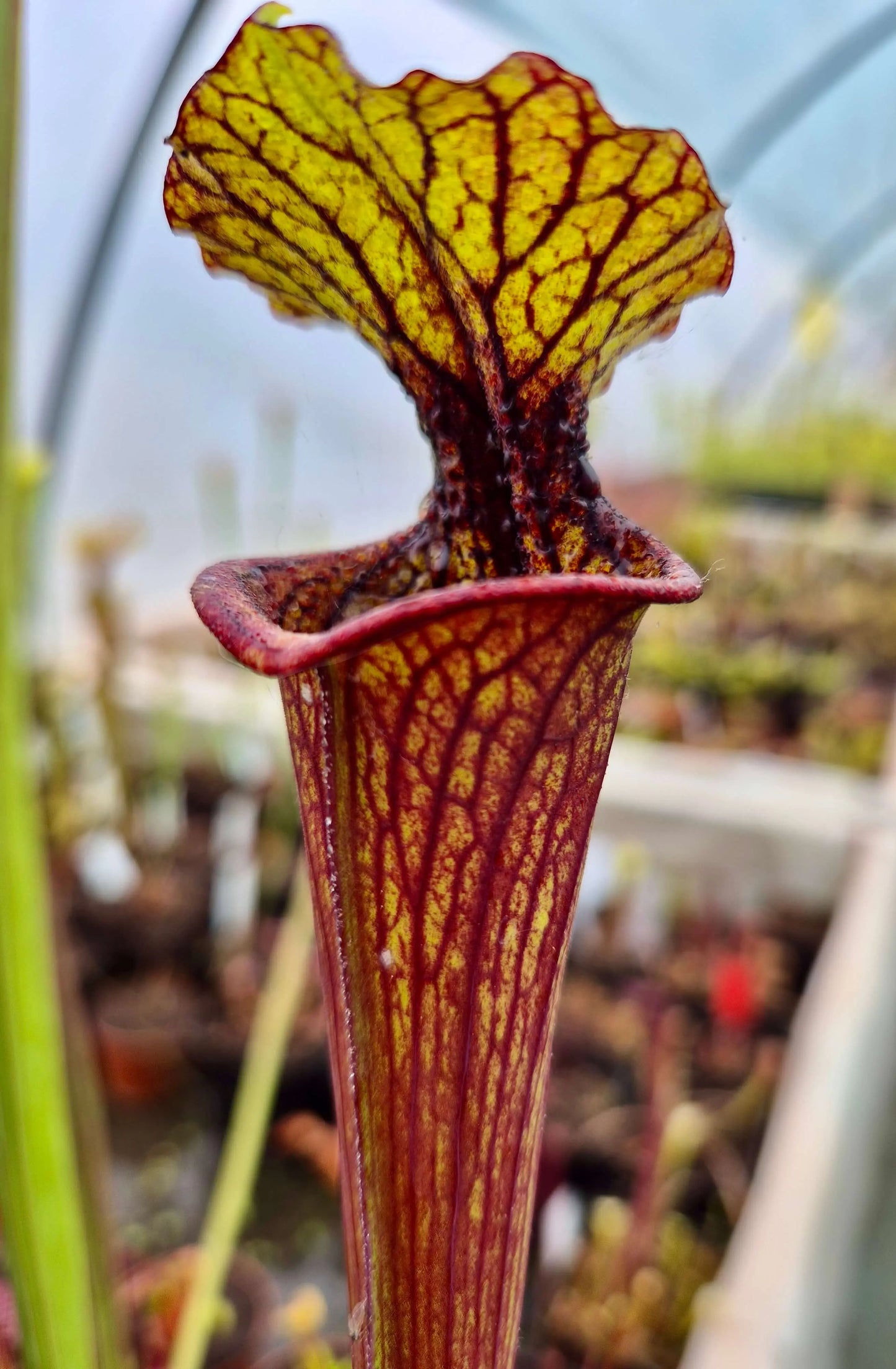Sarracenia "Kou Sanglant" (CDS19) CARNIVORE DE SOLOGNE