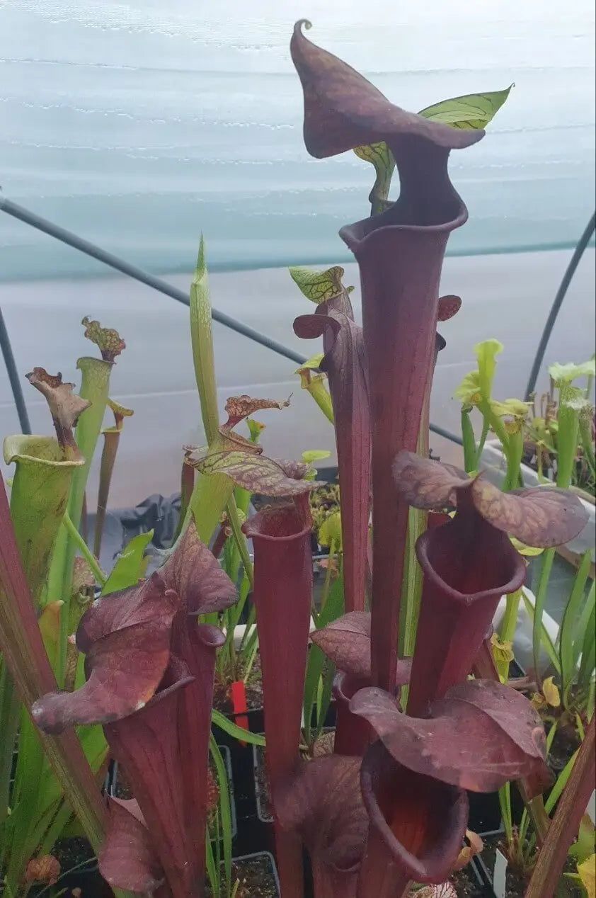 Sarracenia 'Laughing Wizard' CARNIVORE DE SOLOGNE