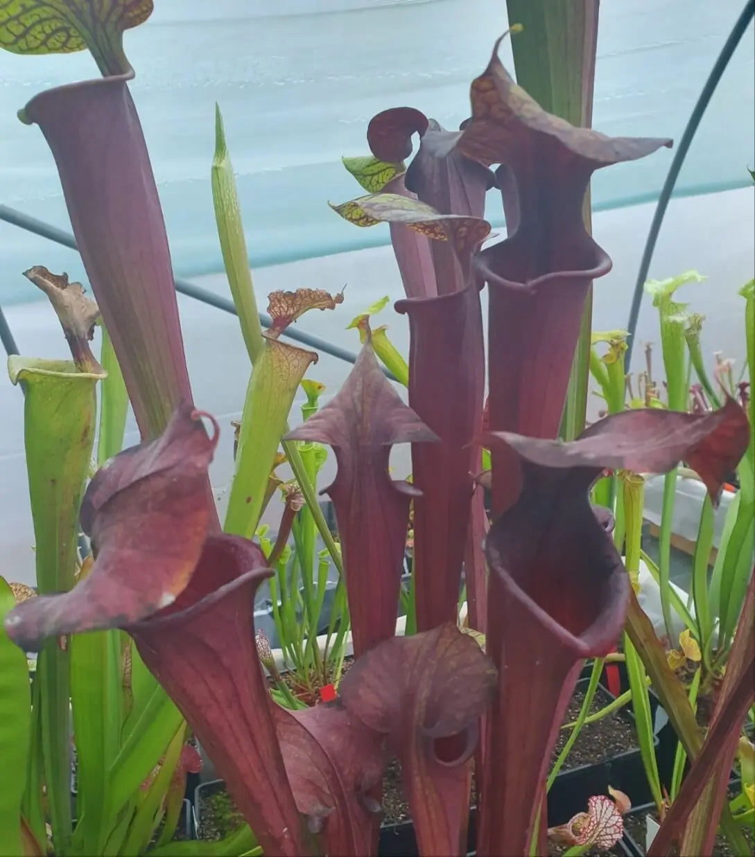 Sarracenia 'Laughing Wizard' CARNIVORE DE SOLOGNE