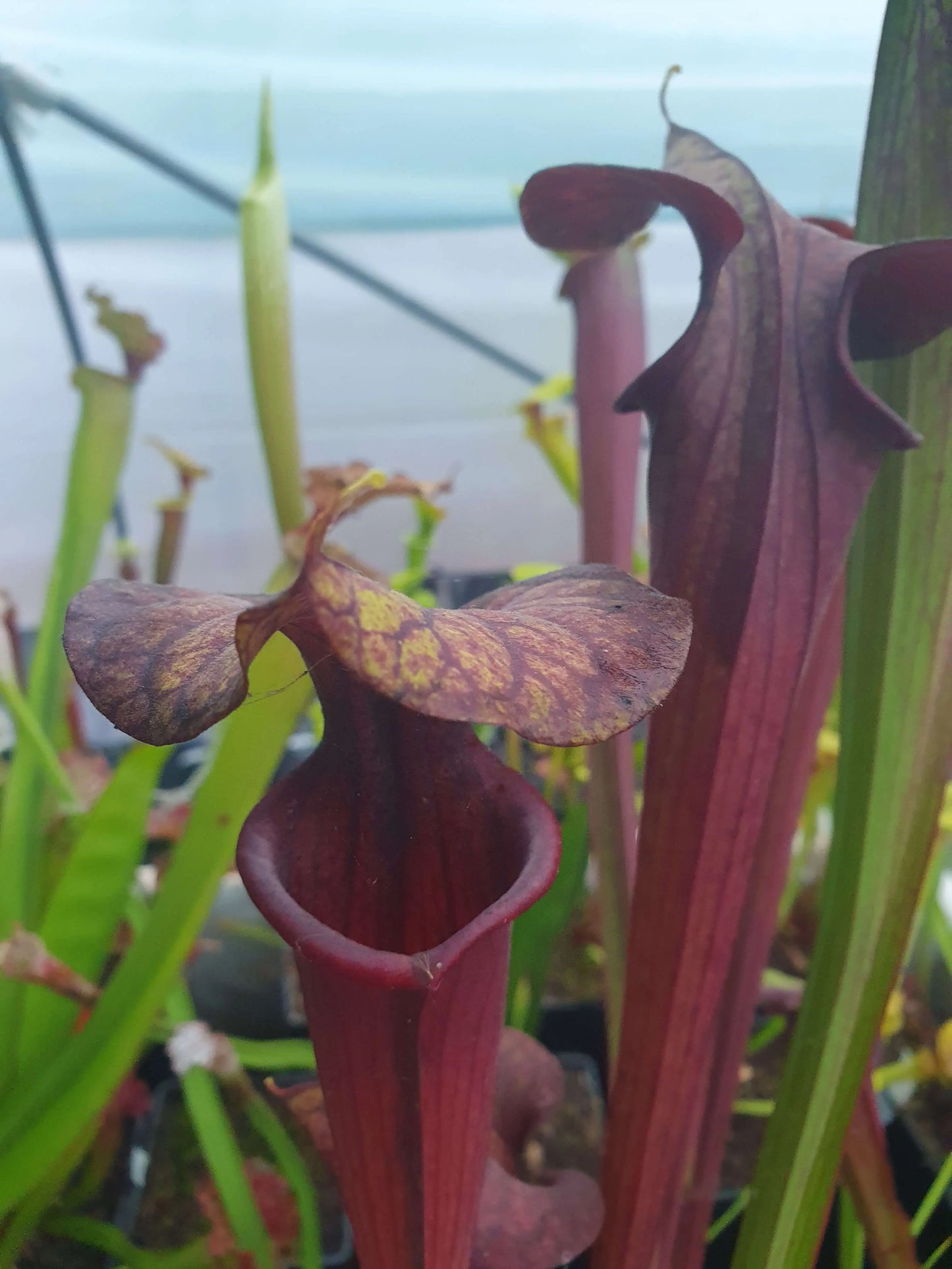 Sarracenia 'Laughing Wizard' CARNIVORE DE SOLOGNE