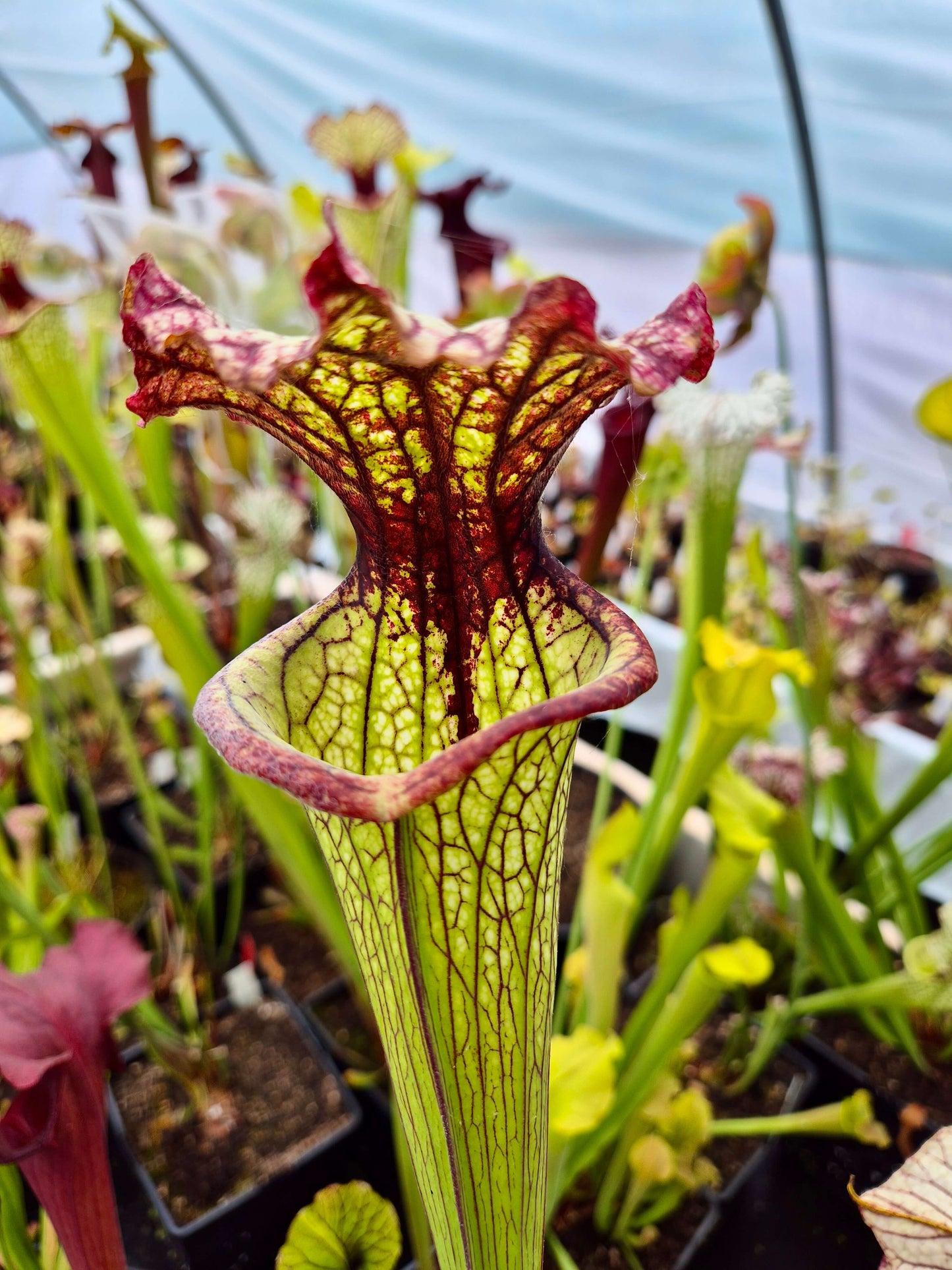 Sarracenia 'Lynda Butt' (H10MK)