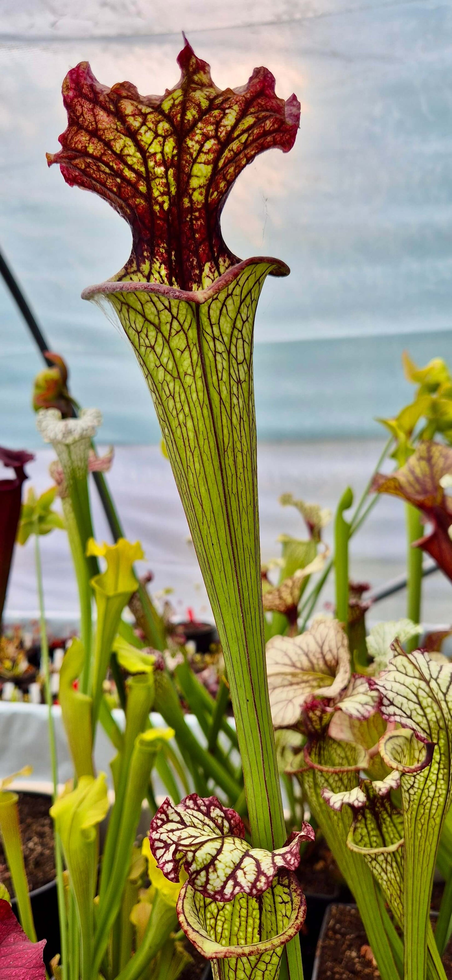 Sarracenia 'Lynda Butt' (H10MK)