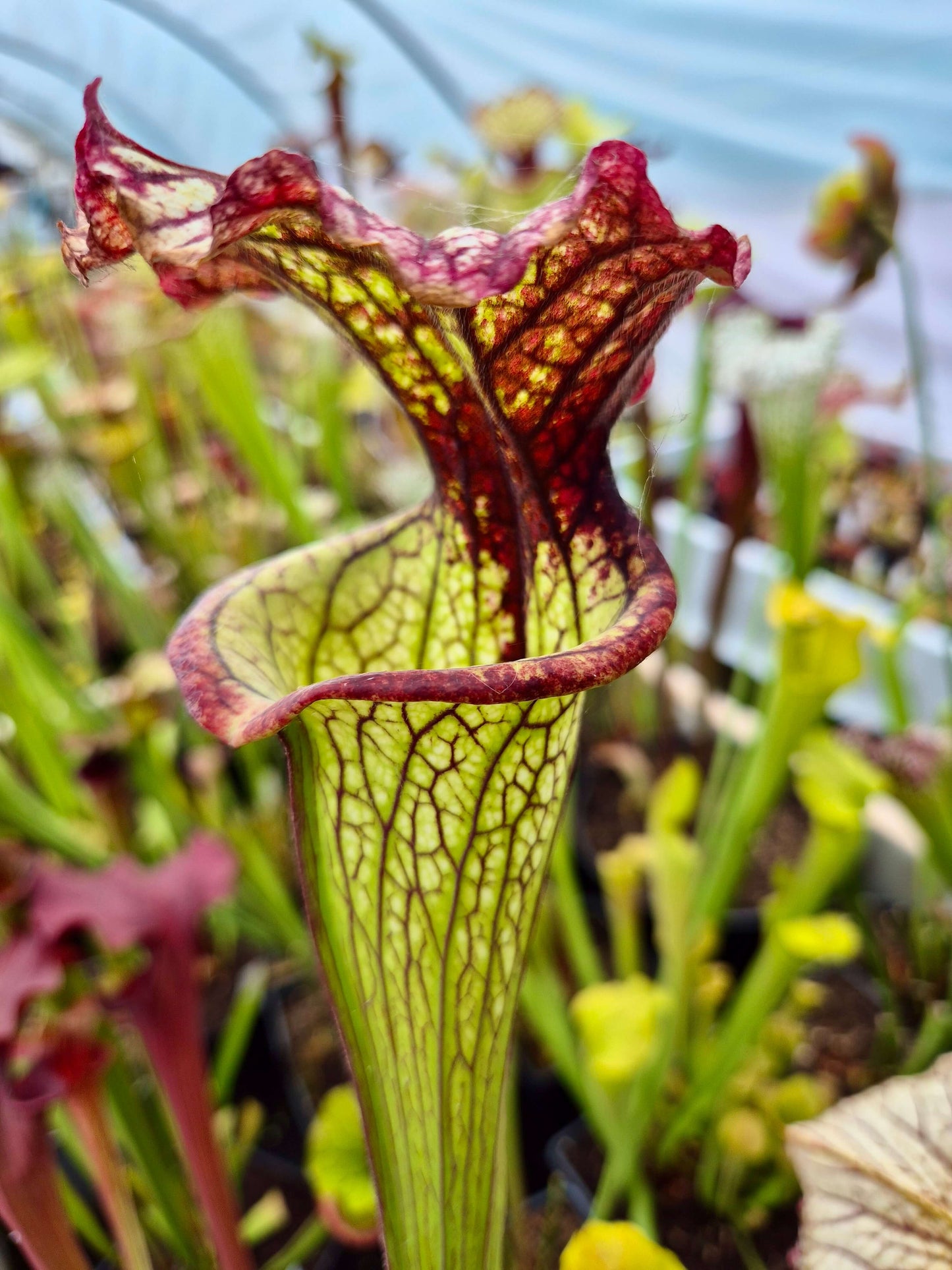 Sarracenia 'Lynda Butt' (H10MK)