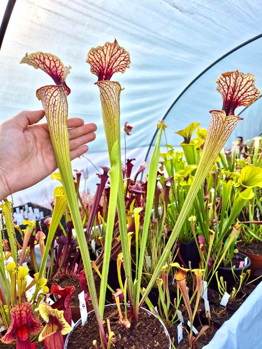 Sarracenia Pinkish Top H87 MK, détail de la teinte rose au sommet de l'urne