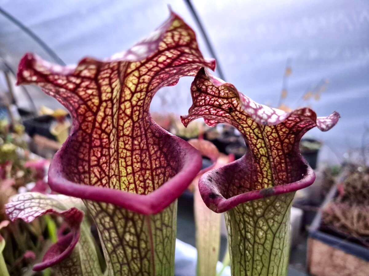Sarracenia "Querehsha" CDS111