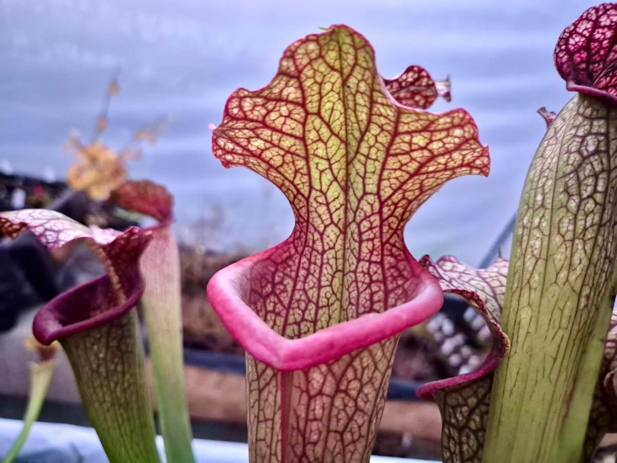 Sarracenia "Querehsha" CDS111