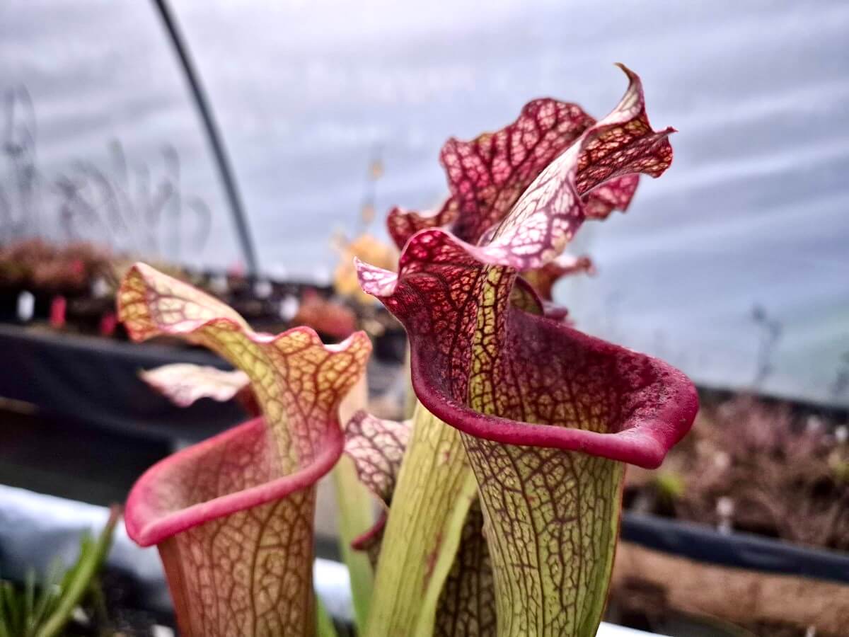 Sarracenia "Querehsha" CDS111