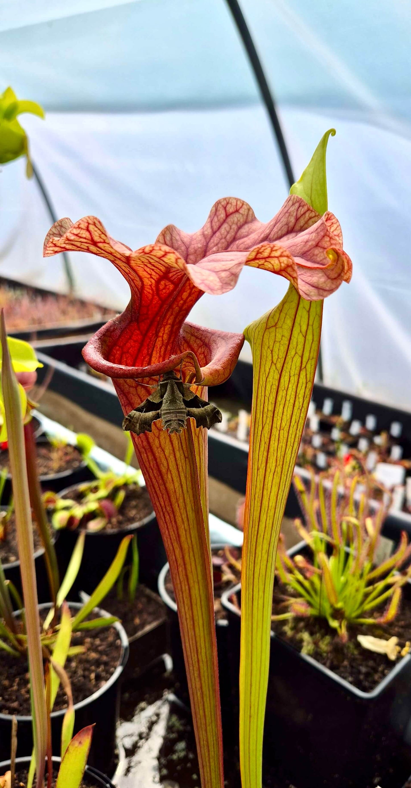 Sarracenia 'Reptilian Rose'