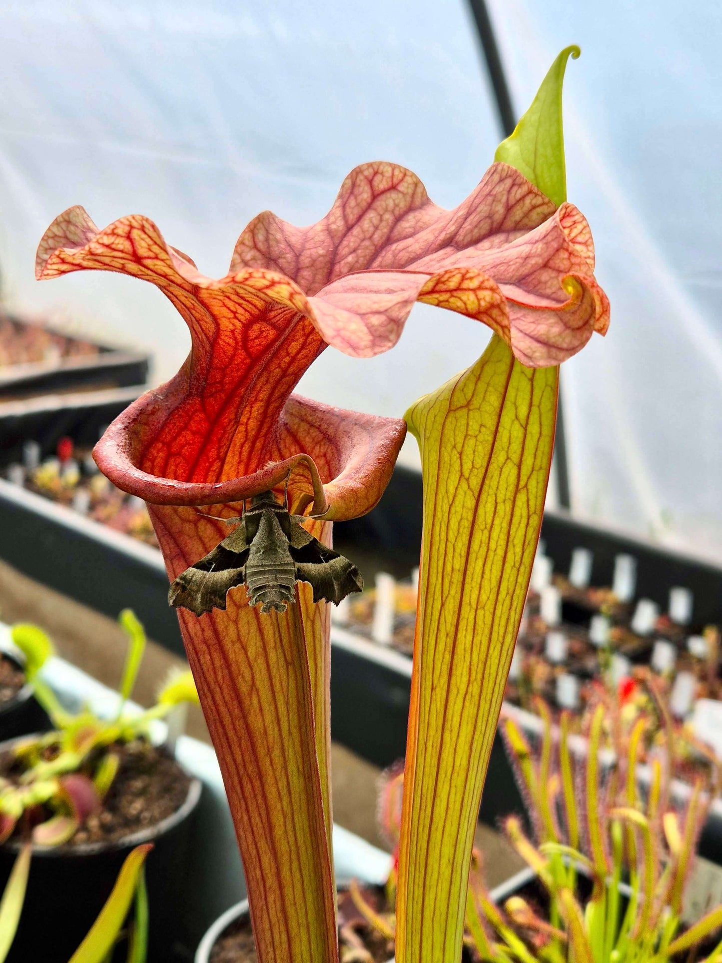 Sarracenia 'Reptilian Rose'