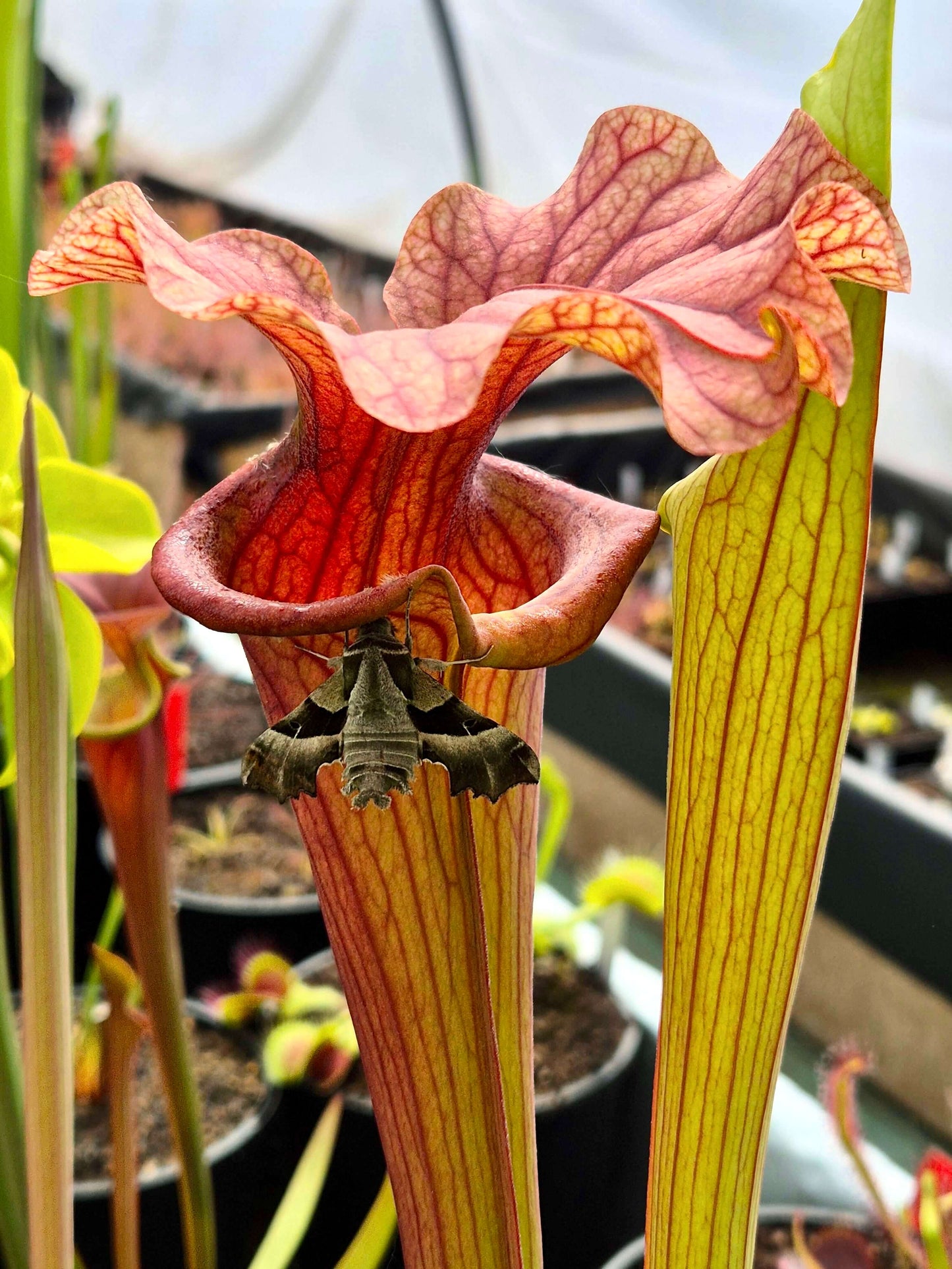 Sarracenia 'Reptilian Rose'