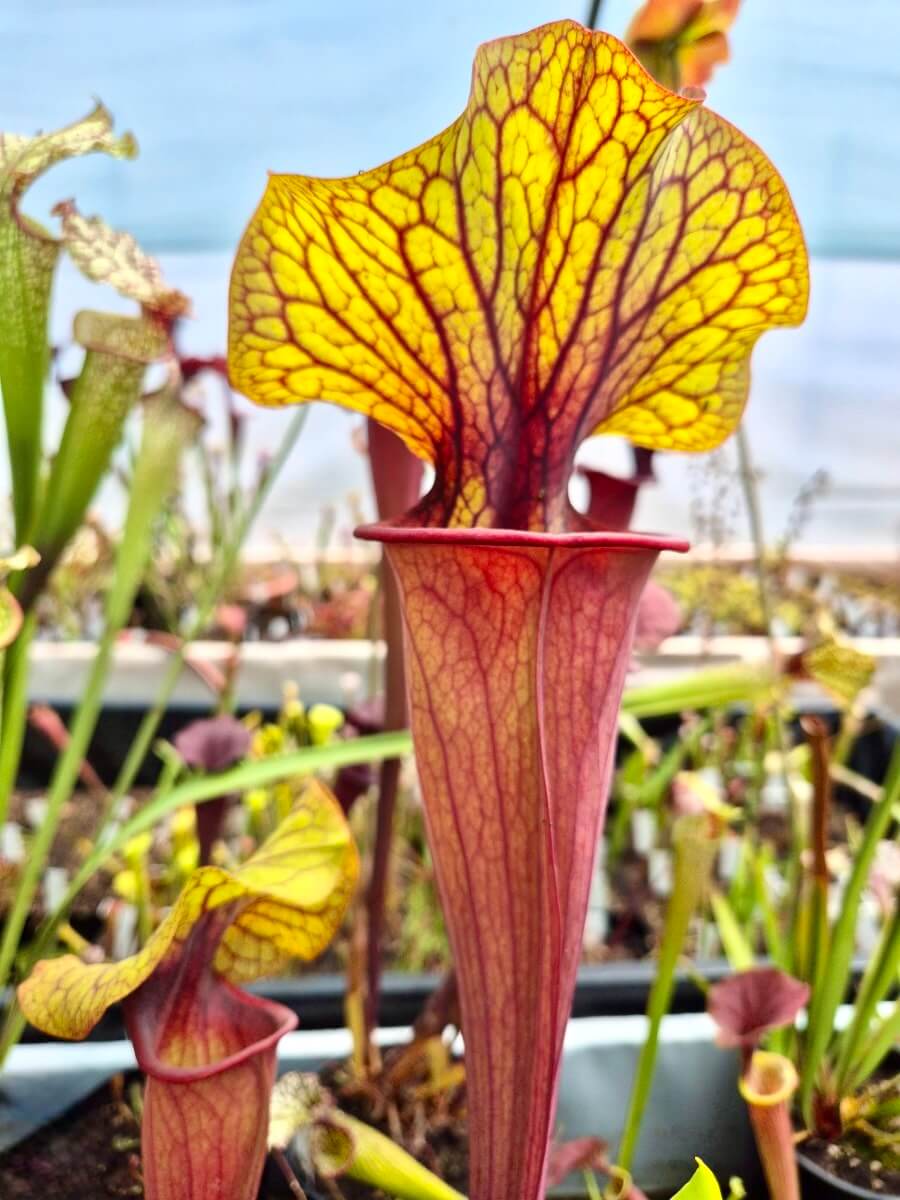 Sarracenia "Serengeti Sunset"