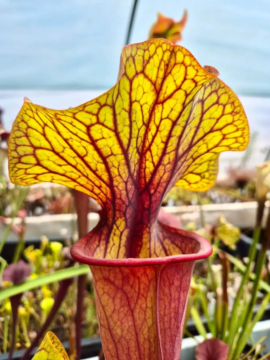 Sarracenia "Serengeti Sunset" CARNIVORE DE SOLOGNE