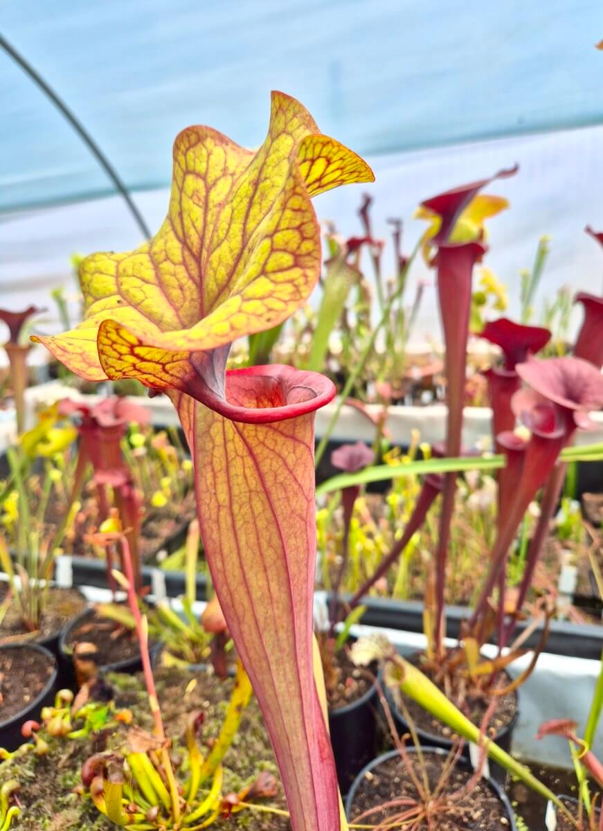 Sarracenia "Serengeti Sunset"