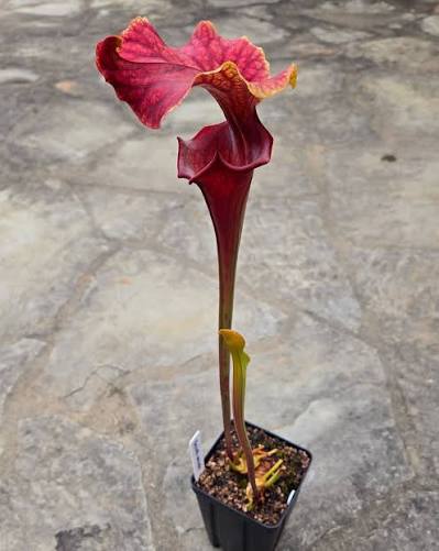 Sarracenia 'Southwinds', urne en pique opercule en vague, Sarracenia rare de collection