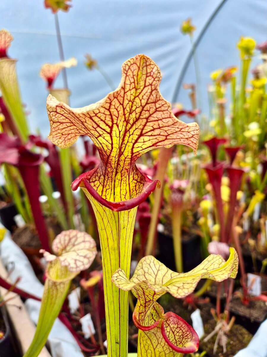 Sarracenia "Steel Panther"