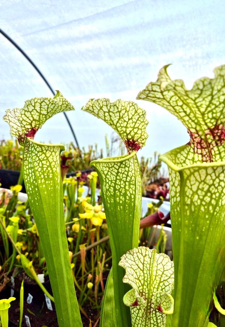 Sarracenia 'Wilkerson's White Knight' North Walton Country, Florida (M.R. Sprouse)