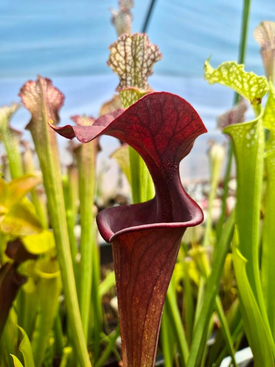 Sarracenia flava var. atropurpurea F28o MS, urne rouge, Sarracenia rare