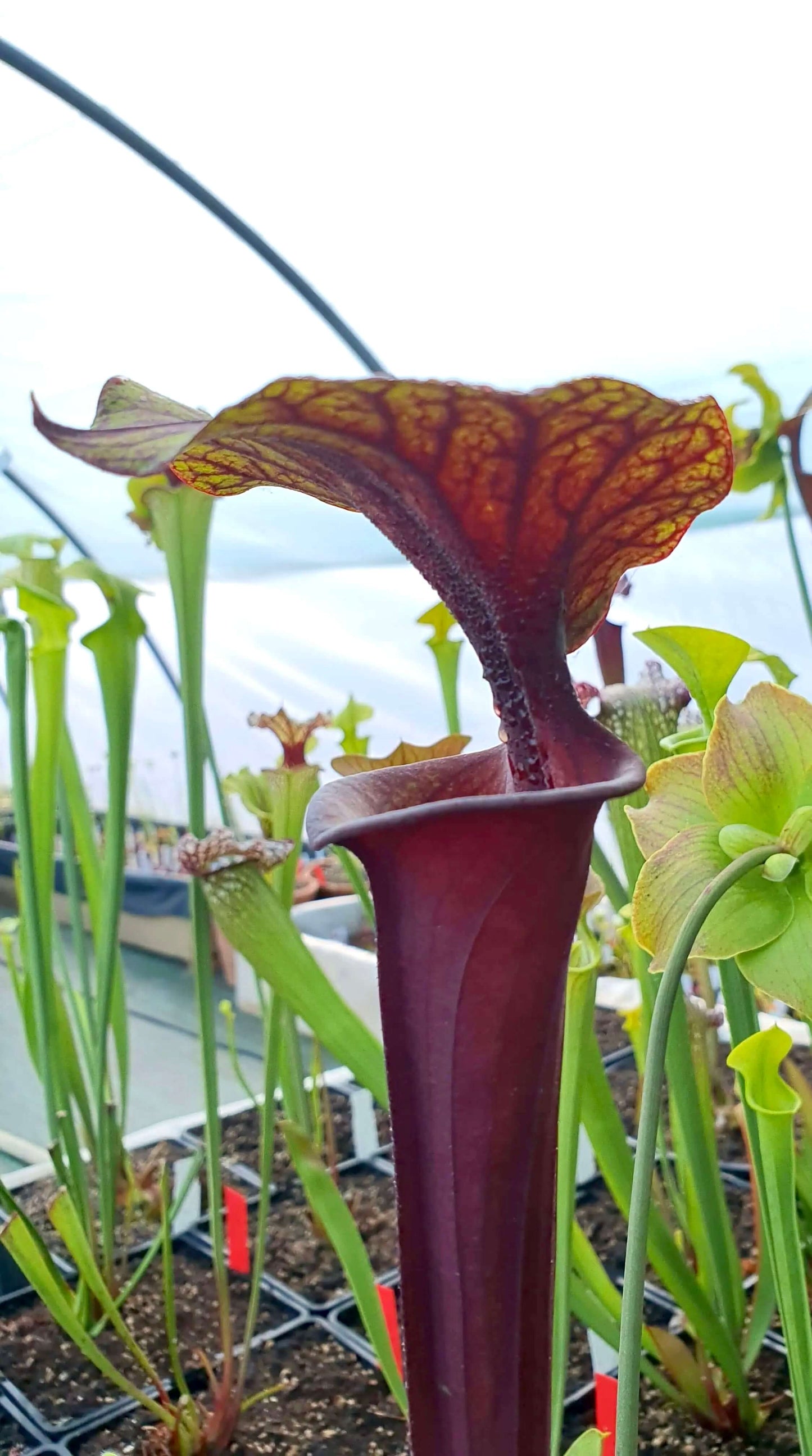 Sarracenia flava var. rubricorpora, urne rouge sombre veinée, Sarracenia rare