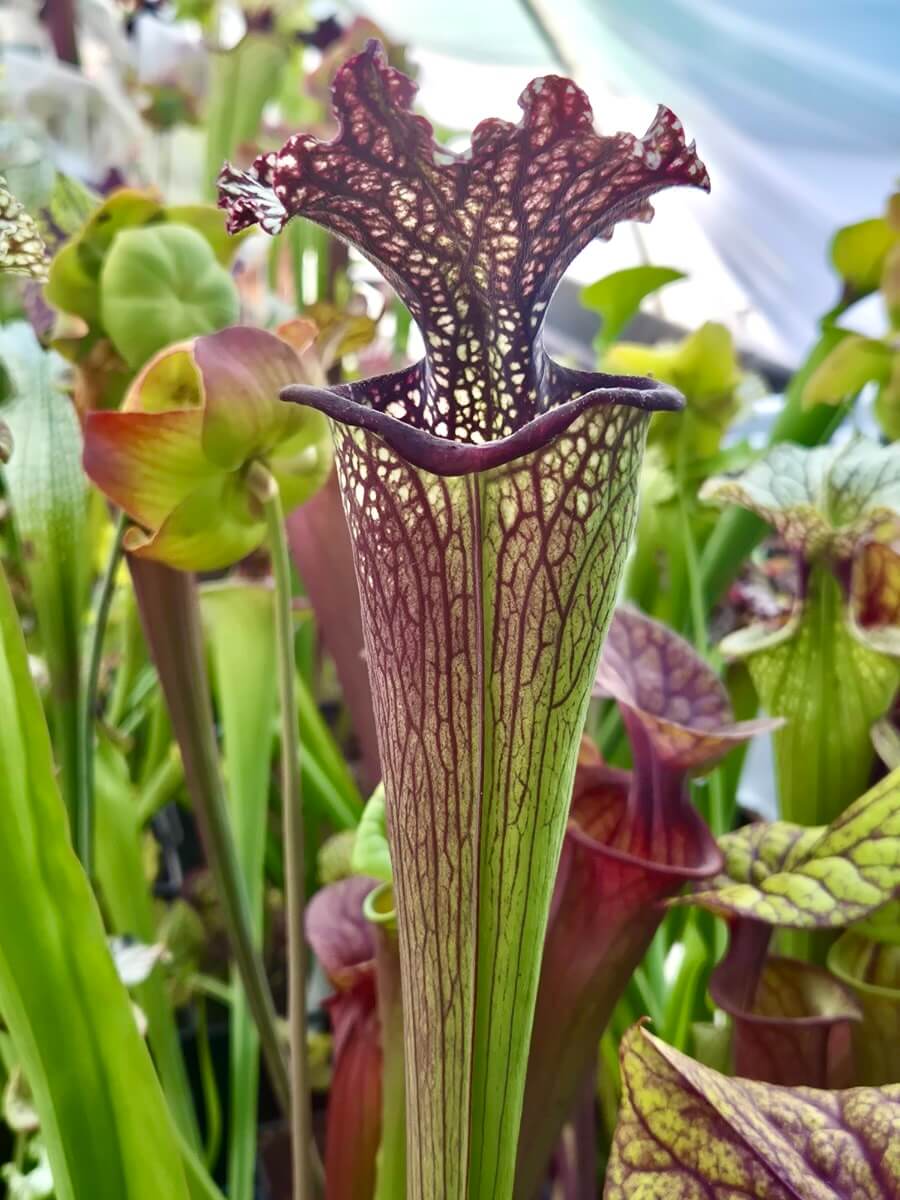 Sarracenia (leucophylla x oreophila) x leucophylla “Milton”) CDS14
