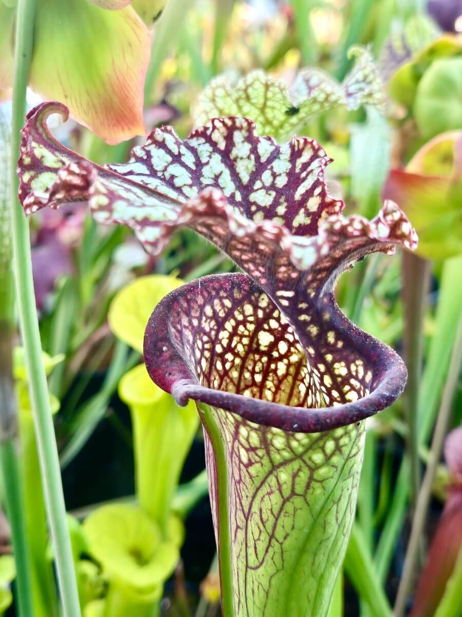 Sarracenia (leucophylla x oreophila) x leucophylla “Milton”) CDS14