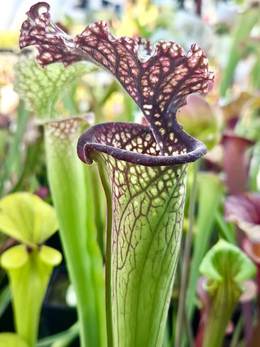 Sarracenia (leucophylla x oreophila) x leucophylla “Milton”) CDS14