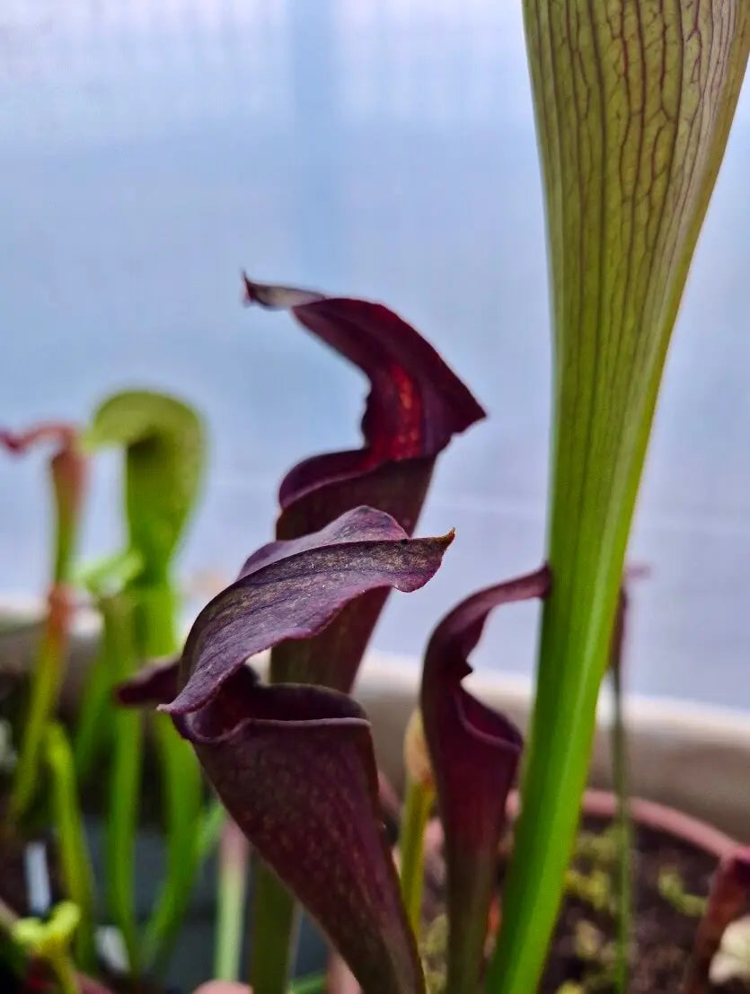 Sarracenia alata CARNIVORE DE SOLOGNE