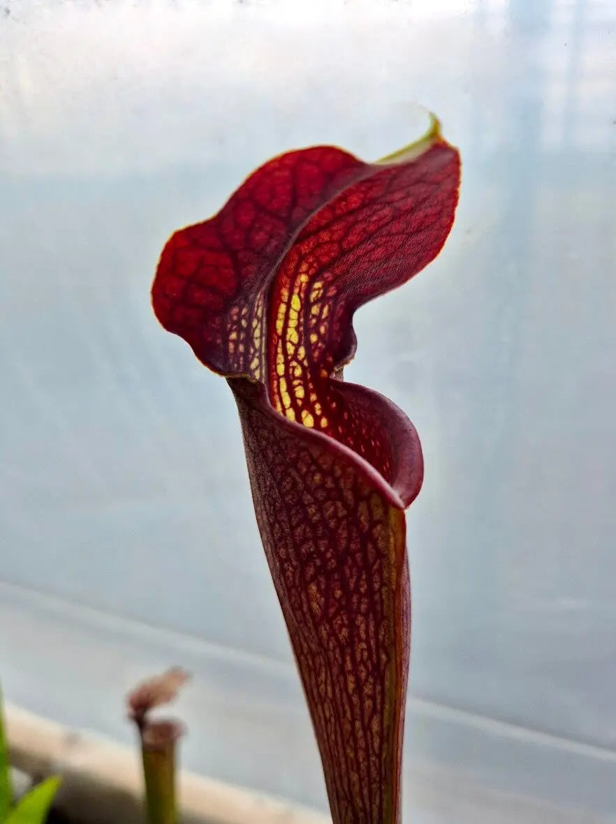 Sarracenia alata CARNIVORE DE SOLOGNE