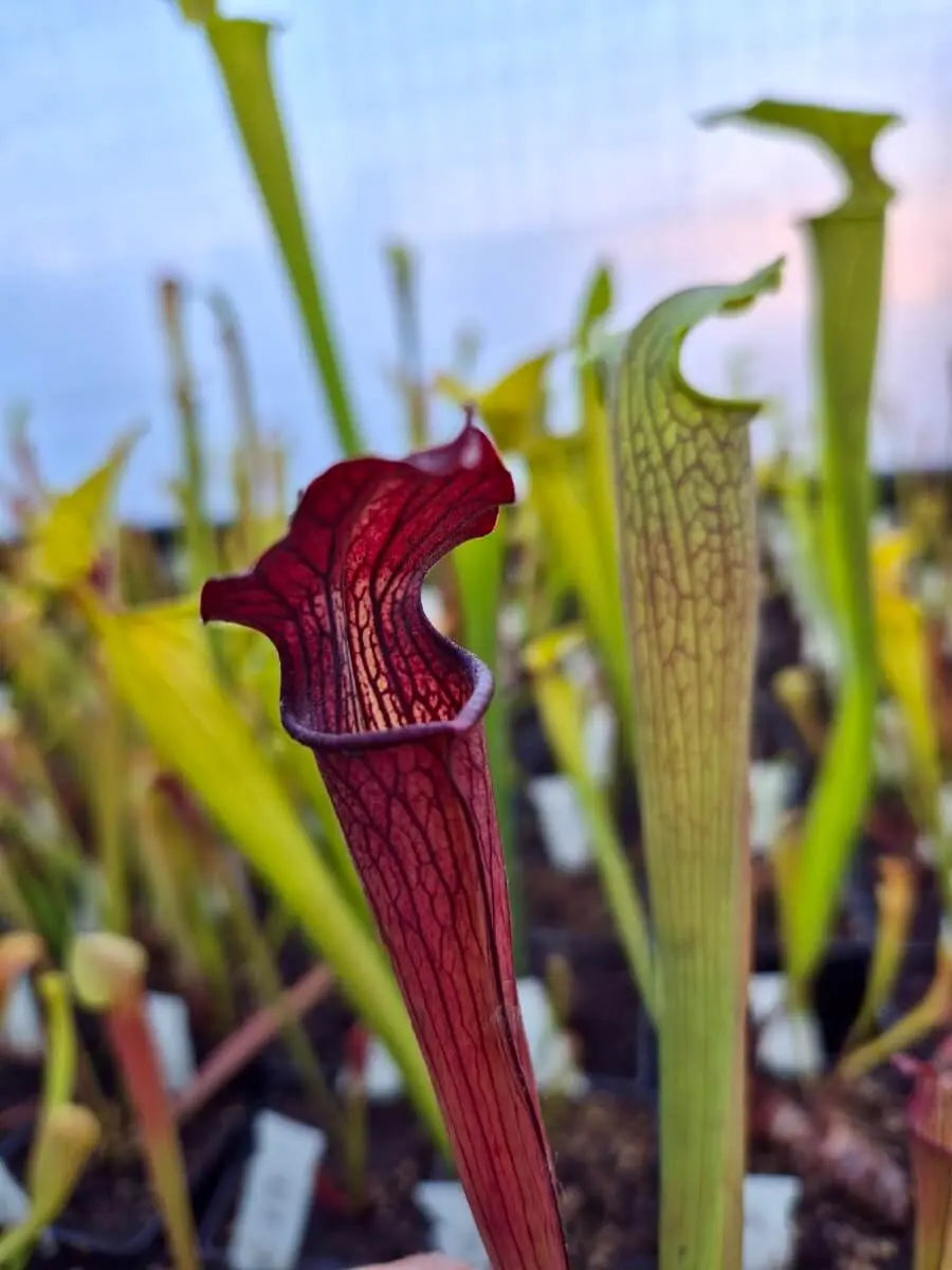 Sarracenia alata CARNIVORE DE SOLOGNE
